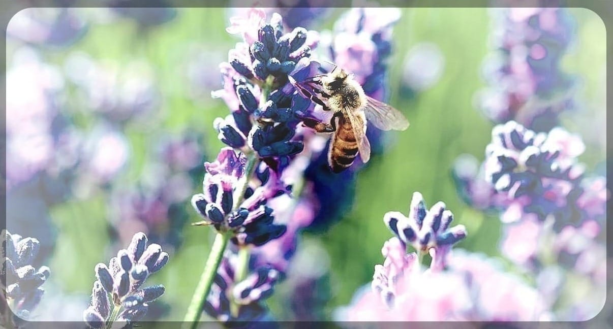 Stunning lavender field landscape Summer Artmif.lv